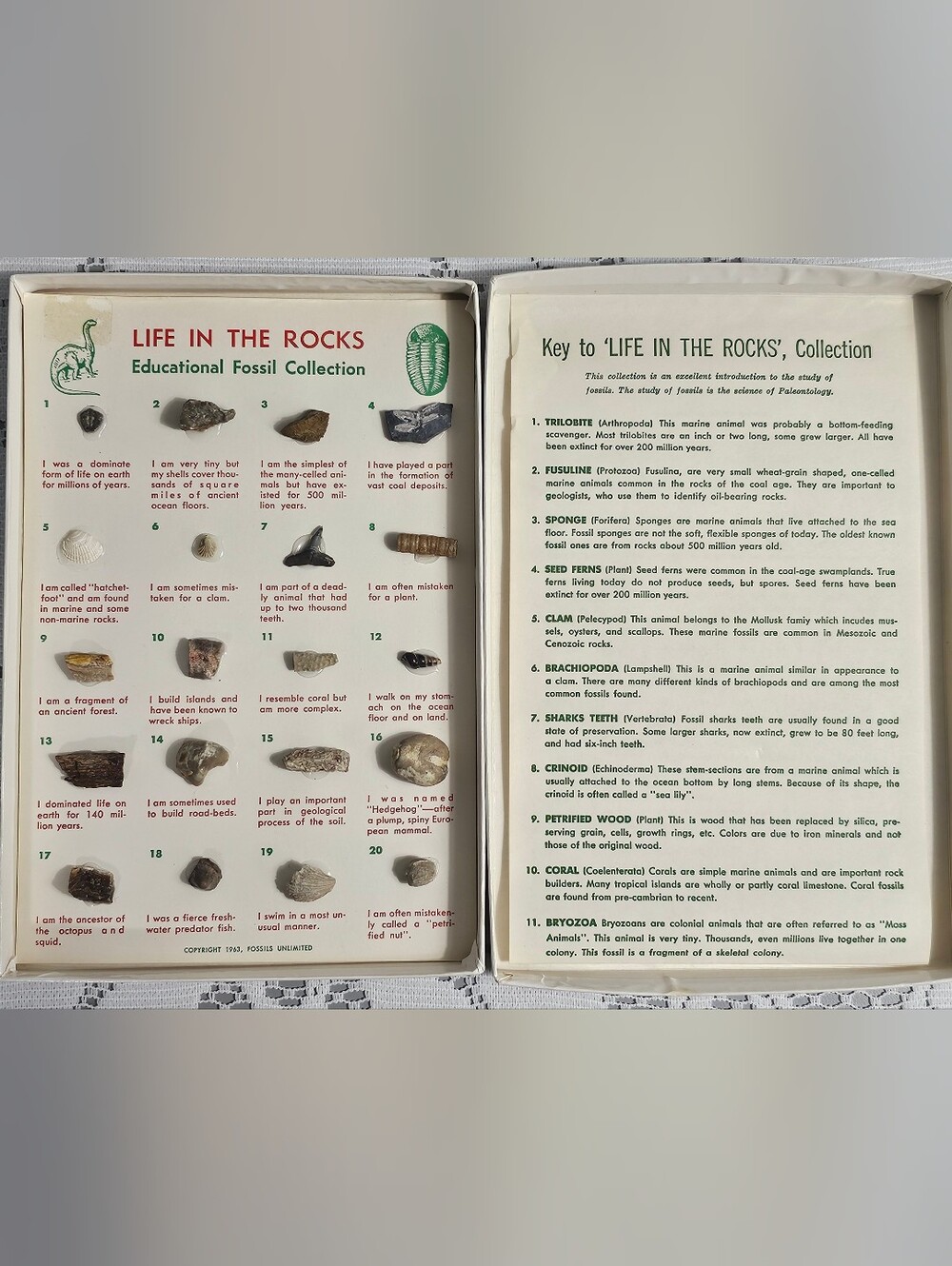 Vintage Collectable Rock and Fossil Educational Set